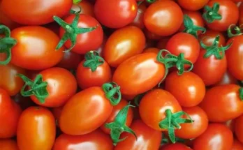 정말 놓치기 아까운 오색 칵테일 토마토 5kg 추천상품