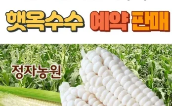 톱배우들도 쓴다는 괴산대학 찰옥수수 30개 베스트8