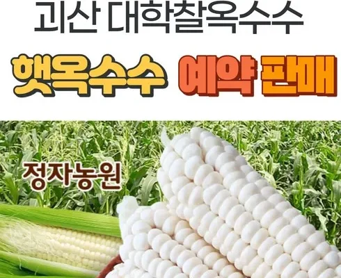 톱배우들도 쓴다는 괴산대학 찰옥수수 30개 베스트8