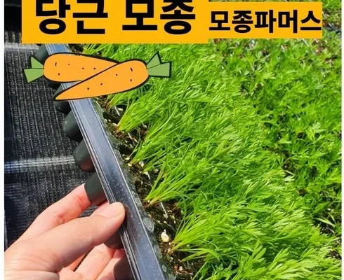 합리적인 당신을 위한 모종 추천드립니다